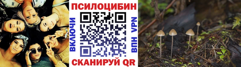 где найти наркотики  Шагонар  Псилоцибиновые грибы мицелий 